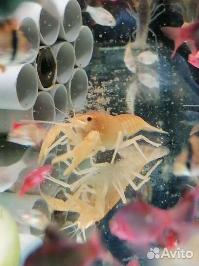 Рыбы,улитки,сомы