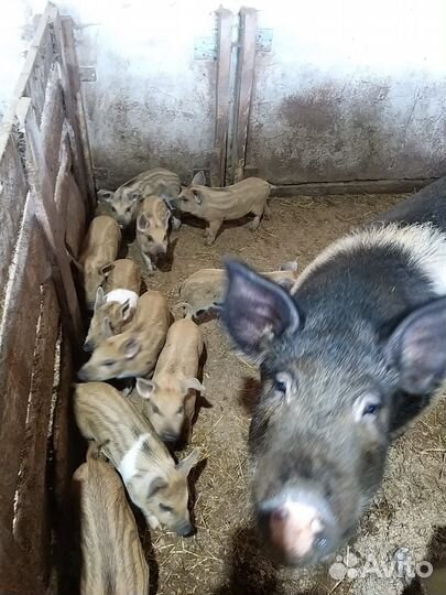 Продаются поросята венгерской мангалицы
