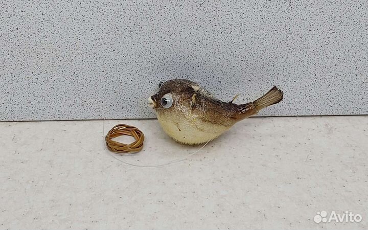 Рыба Попугай 6,6 морской сувенир подарок