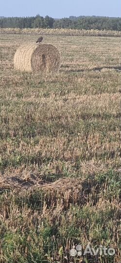 Сено Суданка