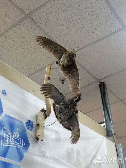 Чучело птицы