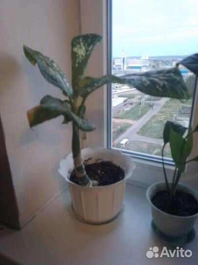 Диффенбахия