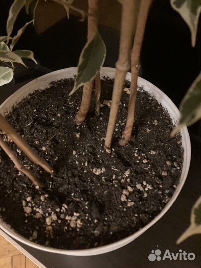 Фикус бенджамина пестролистный