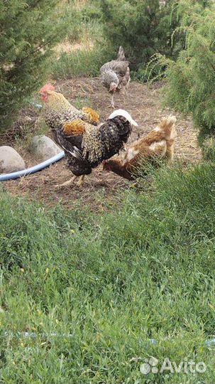 Обменяю петушка на курочек