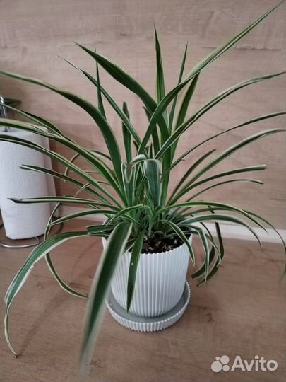 Хлорофитум хохлатый