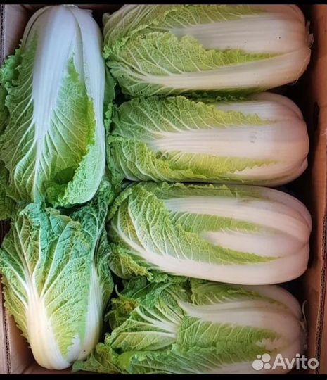 Капуста пекинская