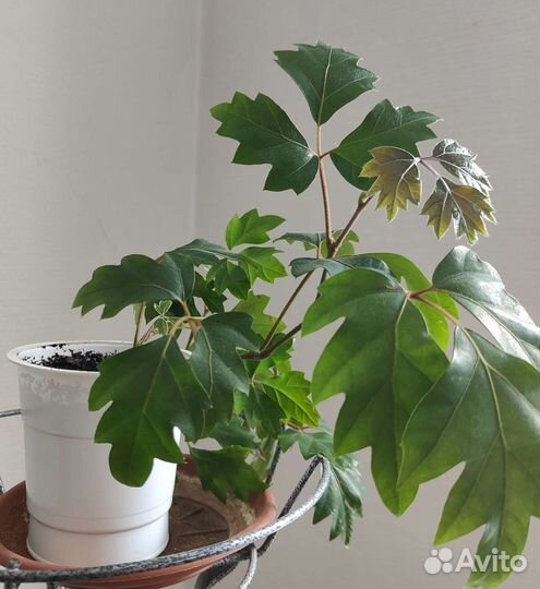 Циссус (березка), пеперомия