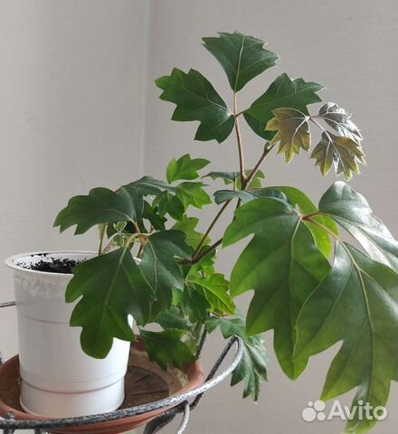 Циссус (березка), пеперомия