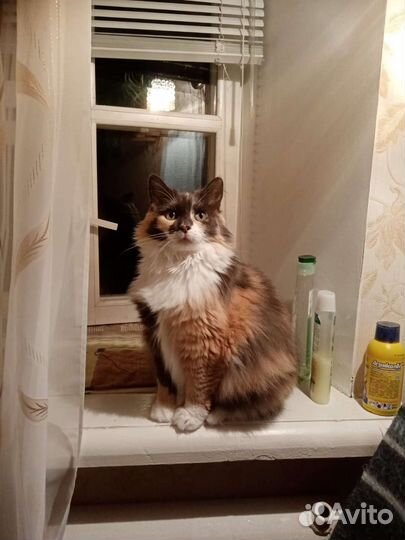 Кошки