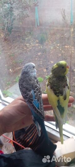 Молодые попугайчики