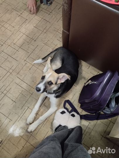 Собака в добрые руки