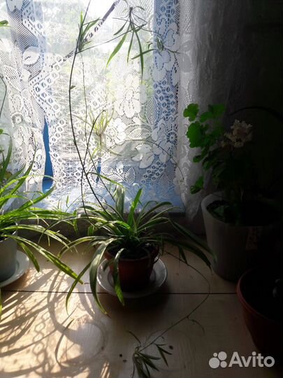 Хлорофитум