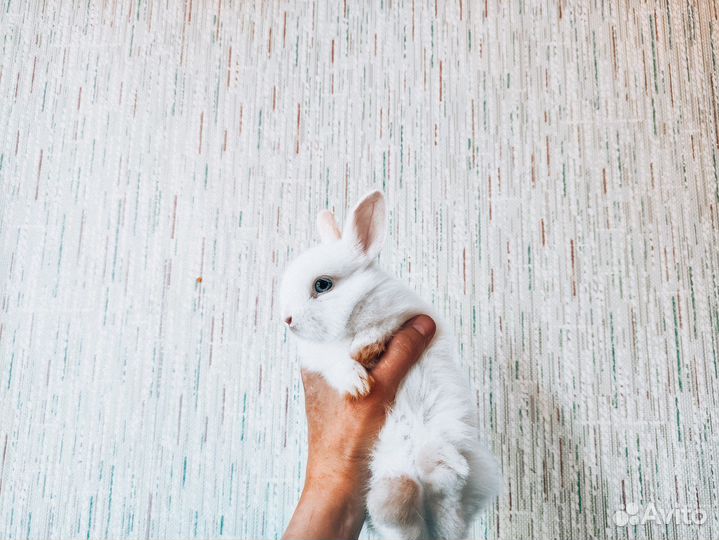 Карликовый кролик - гермелин и другие породы