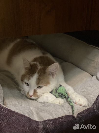 Котик Армани В добрые руки