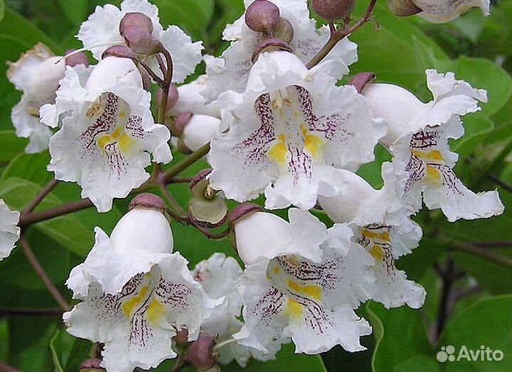 Семена Дерево Счастья Катальпа Прекрасная Талисман