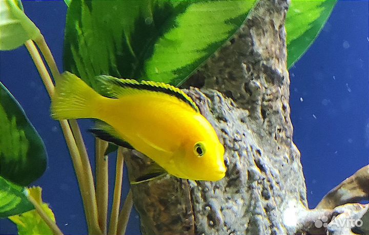 Цихлиды, Еллоу, Хонги, Яло Риф, Кобуе (мальки)