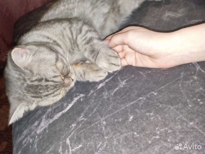 Кошка в добрые руки