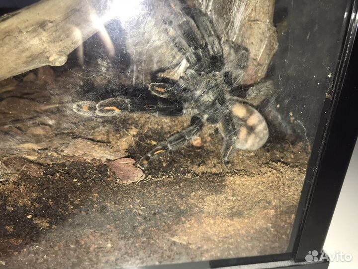Паук птицеед psalmopoeus irminia