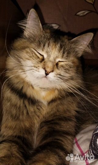 Кошка Бусинка