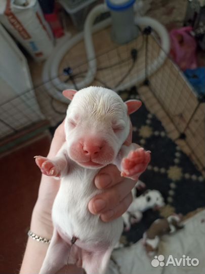 Щенки стаффорда