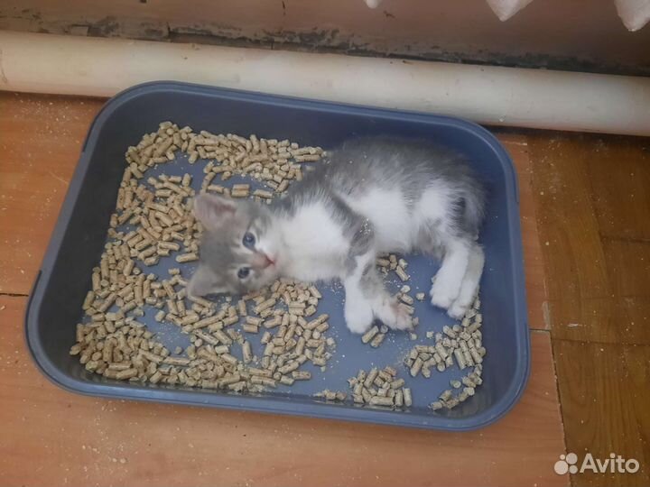 Мурчащее счастье