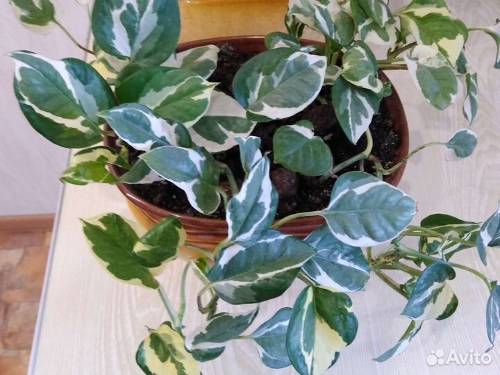 Сциндапсусы