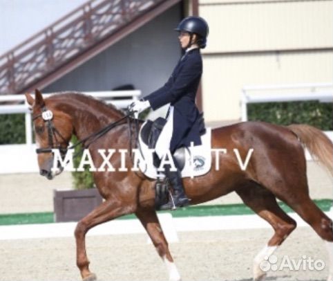 Конные бриджи белые