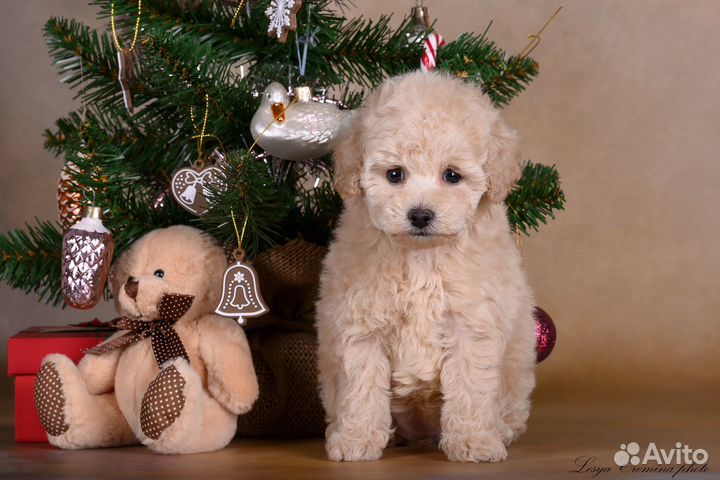 Малышка мальтипушка