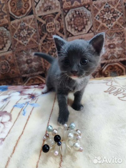 Кошка Матрёна