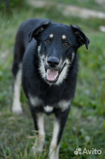 Собака Микки