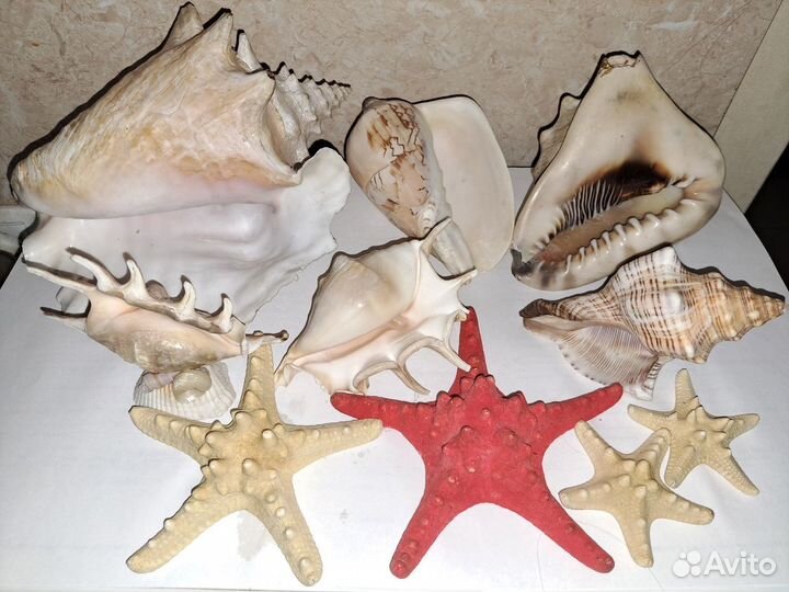 Раковины, ракушки морские