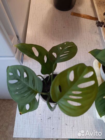 Monstera obliqua, монстера косая
