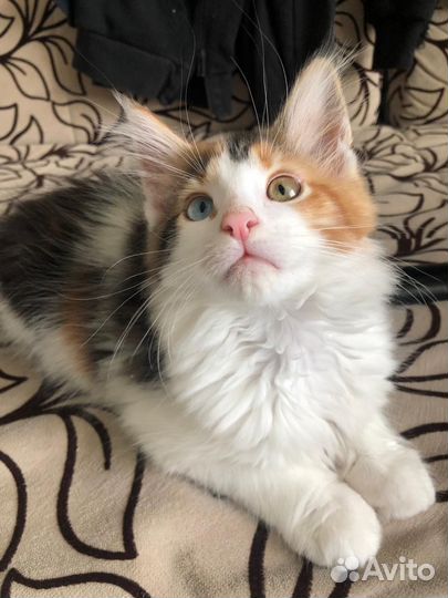 Разноглазые котята Мейн Кун