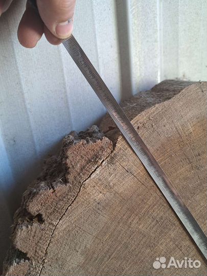 Спил дуба сухой