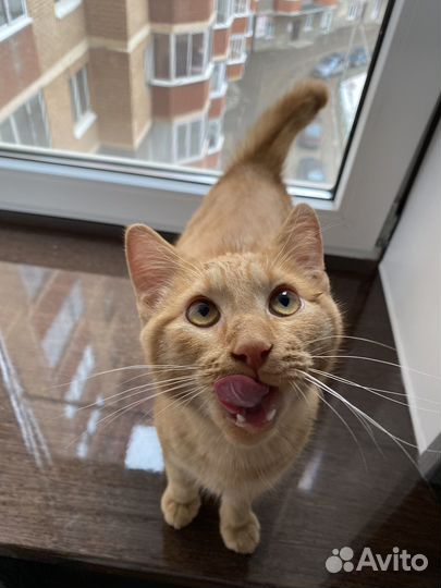 Рыжий котик