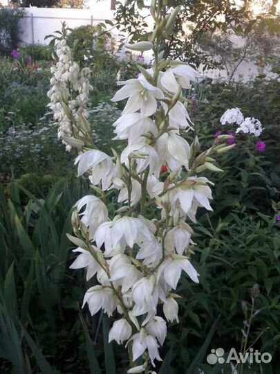 Юкка нитчатая