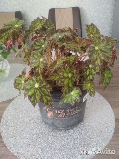 Бегония декоративно лиственная