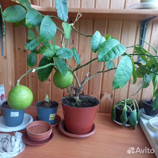 Дикая роза, мандариновое дерево и пахира акватико