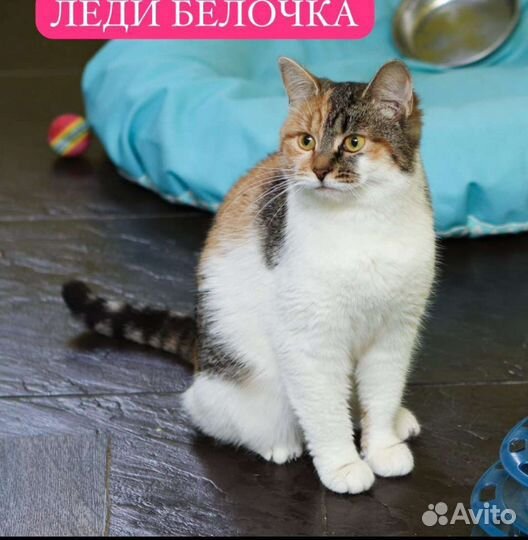 Леди Ьелочка в любящие руки