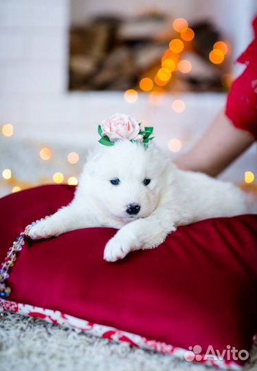 Щенки Самоеда