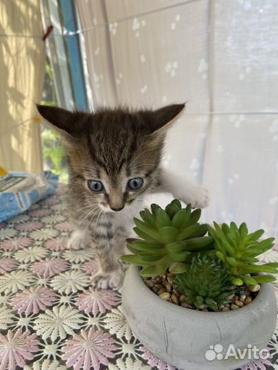 Отдам котят в добрые руки