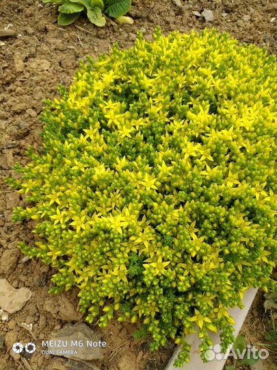 Цветы многолетники