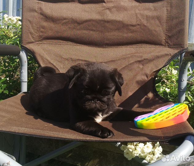 Щенки мопса