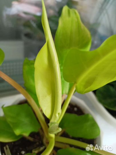 Комнатные растения разные