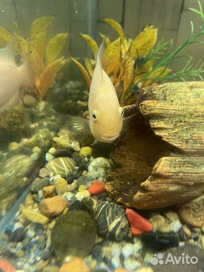 Рыбки Цихлозомы Фламинго