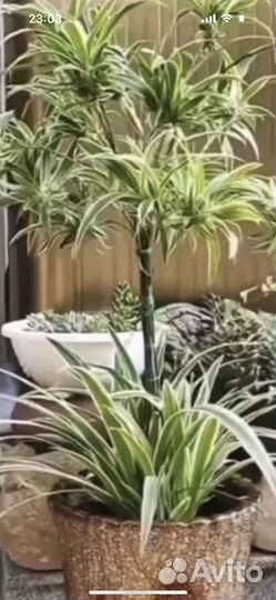 Хлорофитум