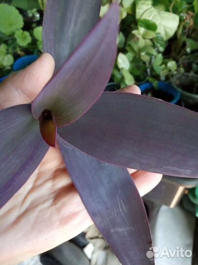 Традесканции