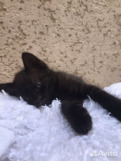 Черный котик бесплатно