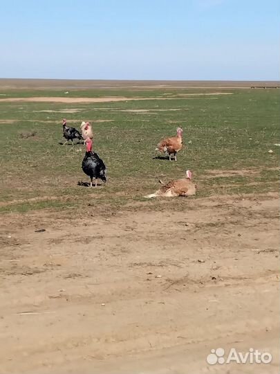 Индюки домашние
