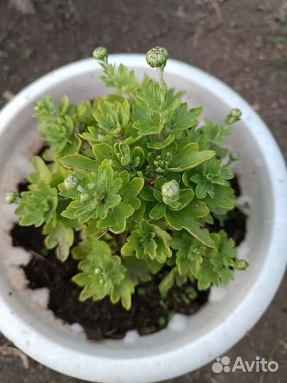 Черенки хризантемы мультифлора